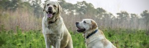 labradors